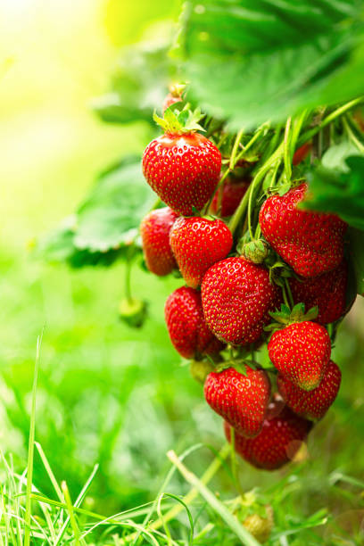 istock Fresh red strawberry fruit 1757947860