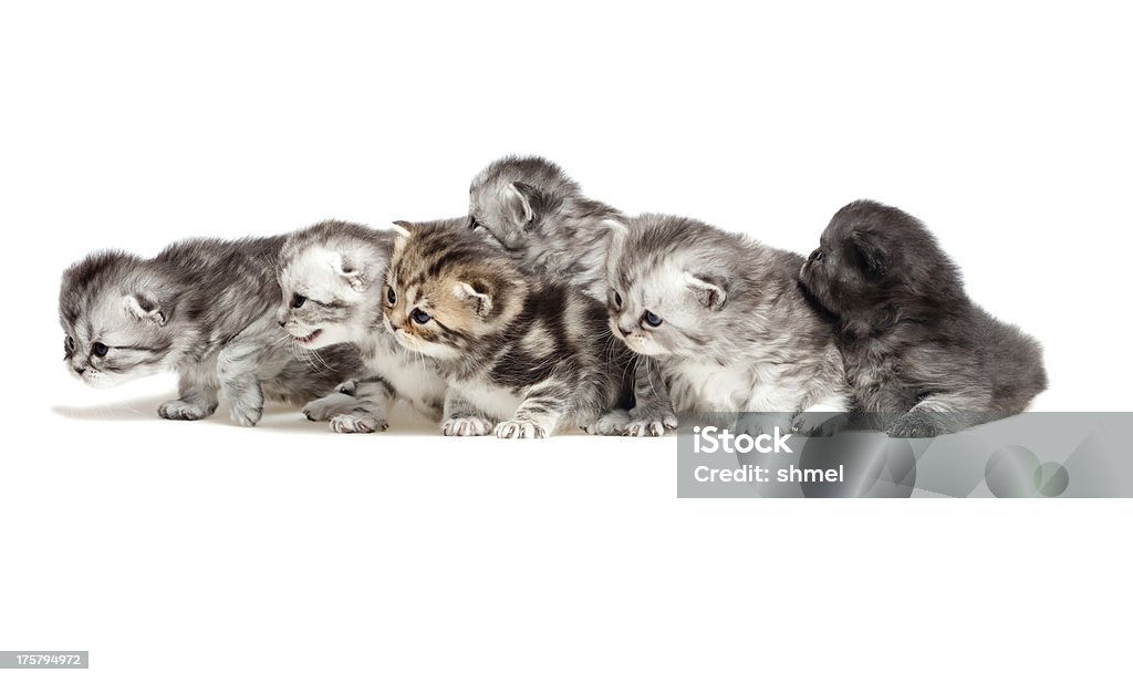 Sei piccolo gattino - Foto stock royalty-free di Gatto domestico