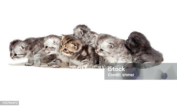 Foto de Seis Pouco De Um Gatinho e mais fotos de stock de Gato doméstico - Gato doméstico, Número 6, Animal