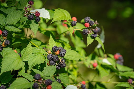 Black raspberry, Rubus occidentalis of berries ripening in a garden closeup