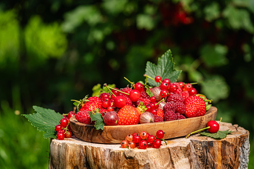 Various fresh berries on wooden plate. Mix of different fresh berries in a garden with green nature background. Strawberries, raspberries, gooseberries and cherries are presented.