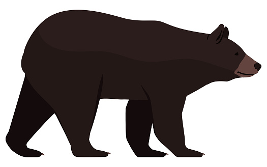 Black bear side view isolated, animals and wildlife concept
