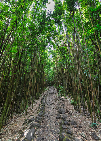 Pipiwai Trail leading through a bamboo forest
