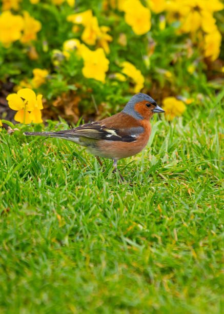 istock Chaffinch (Fringilla coelebs) Spotted Outdoors 1757970801