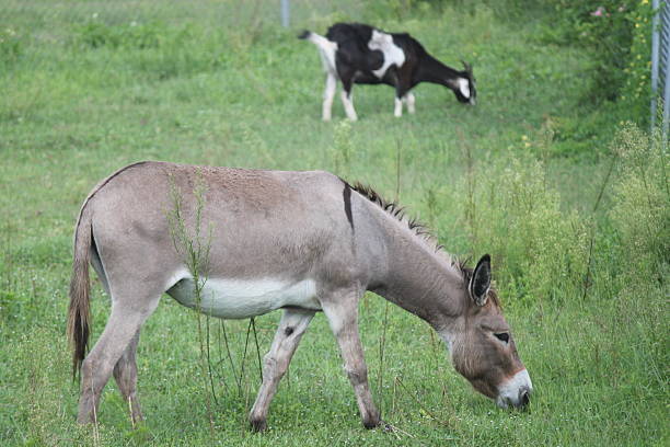 istock Donkey and Goat Grazing 175797753