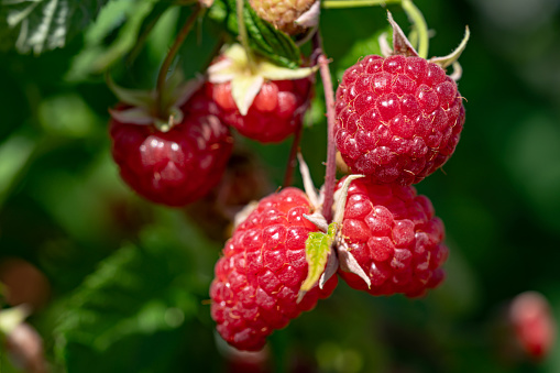 Raspberries. Branch of ripe raspberries in a garden. Close up of raspberry plant.