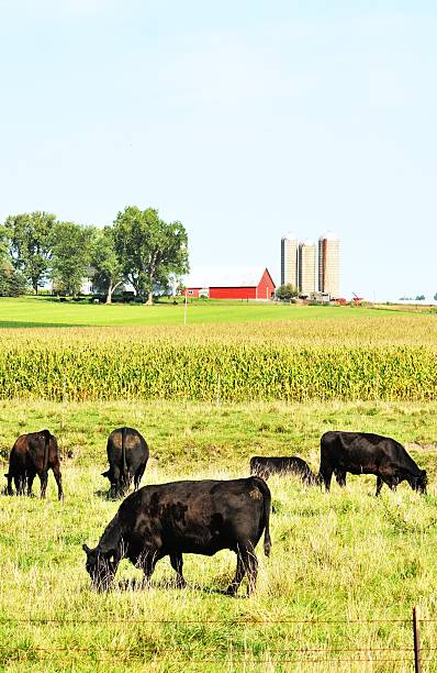 Adding Livestock to Your Row Crop Operation: A Farmer's Guide to Making the Decision