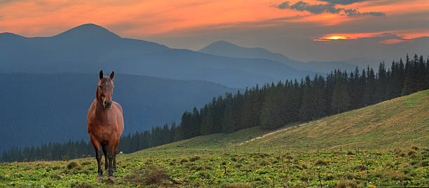 istock Beautiful evening landscape with horse 175797994