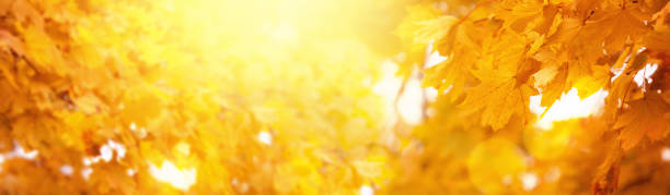 istock Yellow autumn background 1757980275
