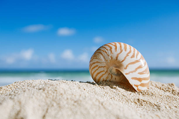 istock nautilus shell  with ocean , beach and seascape, shallow dof 175798098