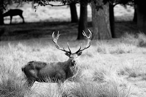 Black and white image of a red deer stag in a meadow in autum