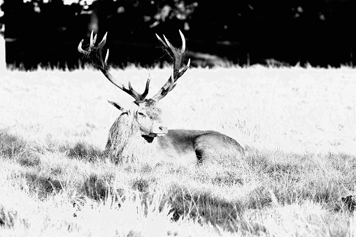 Black and white image of a red deer stag resting in meadow in autumn