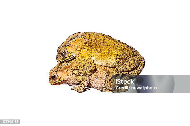 동안 두 두꺼비 등 번식기 갈색에 대한 스톡 사진 및 기타 이미지 - 갈색, 개구리, 과체중