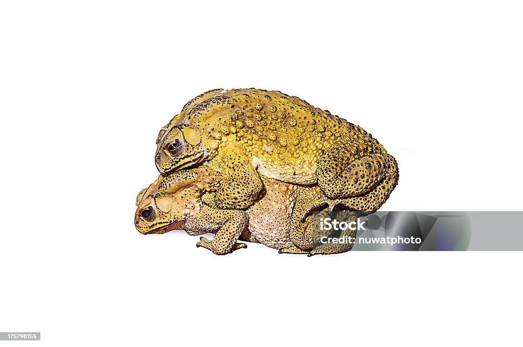Dois toads durante a reprodução - Foto de stock de Acasalamento de animais royalty-free