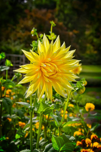 istock Yellow Blooming Flower in Outdoors Garden 1757990809
