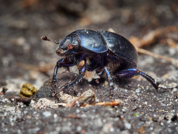 istock A forest beetle wandering on the forest floor 1757991666