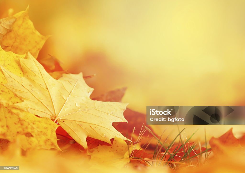 Frame di foglia caduta - Foto stock royalty-free di Autunno