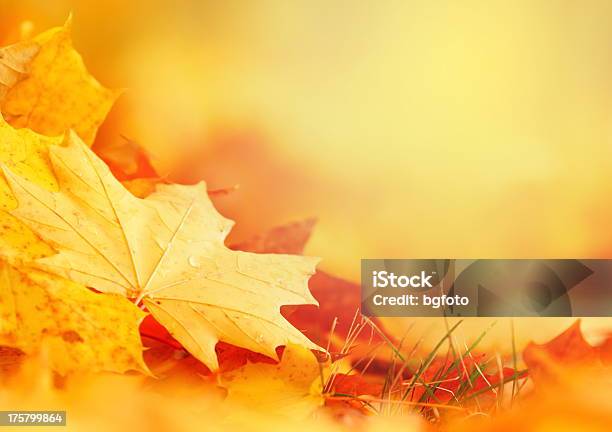 Falling Leaf Frame Stock Photo - Download Image Now - Autumn, Backgrounds, Falling