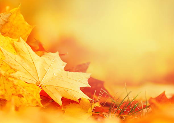 quadro de folhas caindo - season yellow copy space autumn - fotografias e filmes do acervo