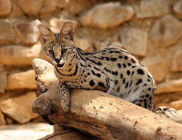 istock Serval African Wild Cat Resting on Tree Stump 175800144