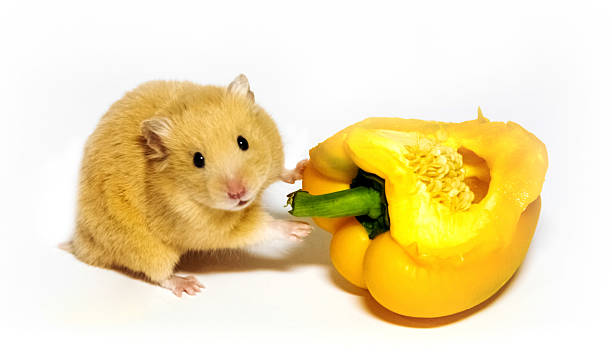 hamster - hamster eating rodent pampered pets stock-fotos und bilder