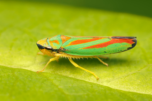 small and colorful leafhopper resting on a green leaf with copy space