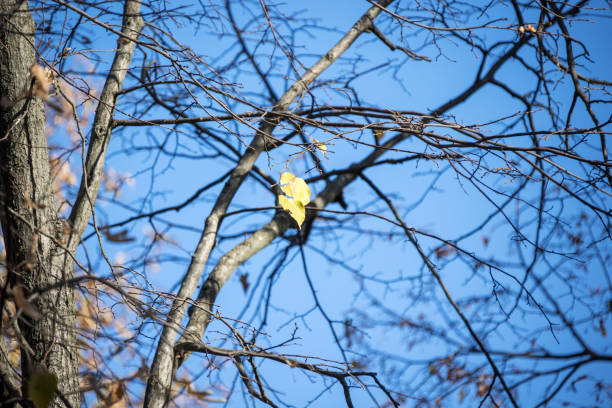 Tree branches with bright yellow leaves against clear blue sky. Bright yellow maple leaves on sunny September day. Beautiful bright colors of autumn. Selective focus
