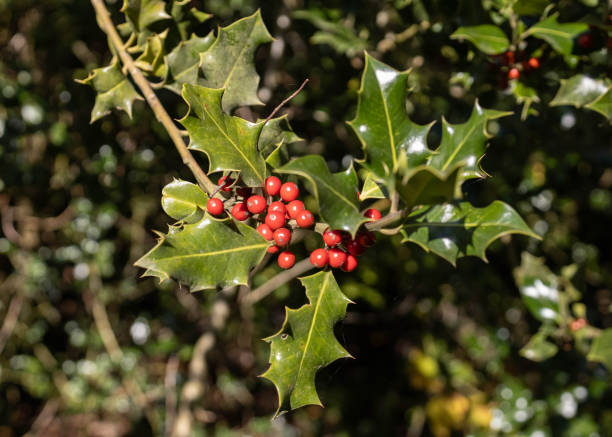 istock Holly leaves with bright red berries 1758016068