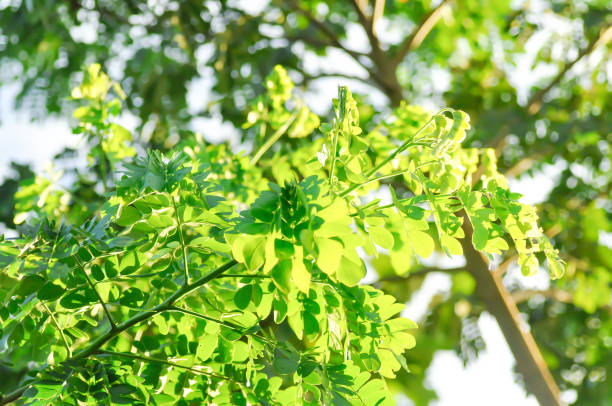 istock Rain tree or Samanea saman, LEGUMINOSAE MIMOSOIDEAE 1758017339