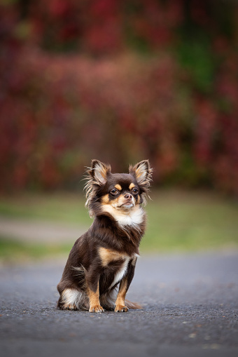 Long Haired Chihuahua in an Autumn setting
