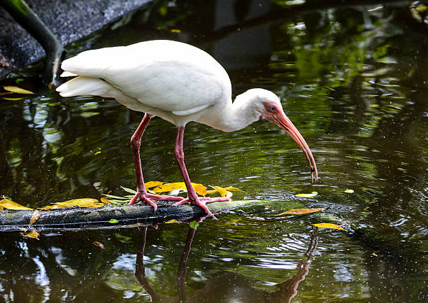 Crane In Swamp On Log stock photo