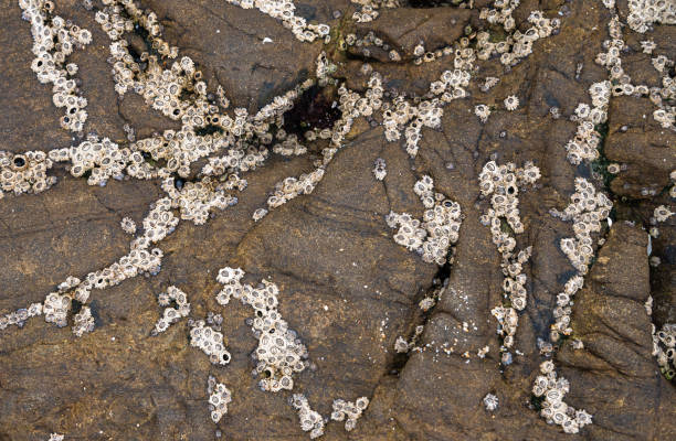 Rocky shore covered in rock barnacles A Rocky shore covered in rock barnacles bean hollow beach stock pictures, royalty-free photos & images