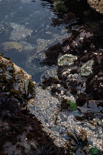 Tide pool with green aggregating anemones