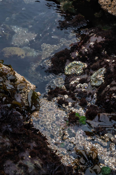 A tide pool with green aggregating anemones Tide pool with green aggregating anemones bean hollow beach stock pictures, royalty-free photos & images