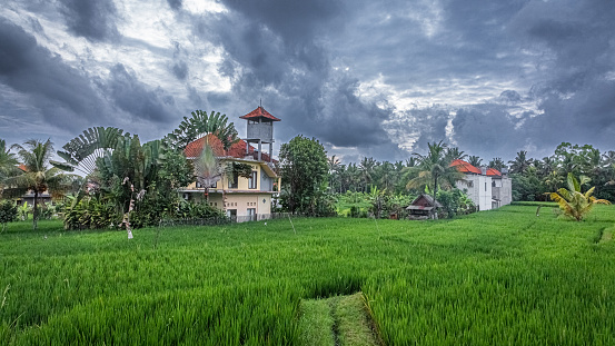 The beautiful landscapes surrounding the town of Ubud, Bali, Indonesia. There are plenty of rice fields and magnificent small farms.