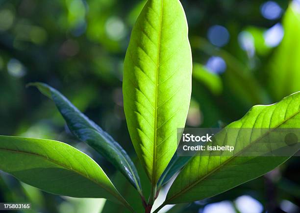 Photo libre de droit de Feuilles Vertes Dans Le Soleil banque d'images et plus d'images libres de droit de Arbre - Arbre, Contraste, Couleur verte