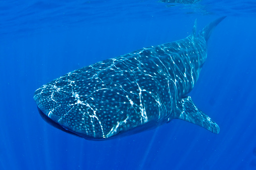 stunning view of Whale Shark with sunlight and clear blue ocean