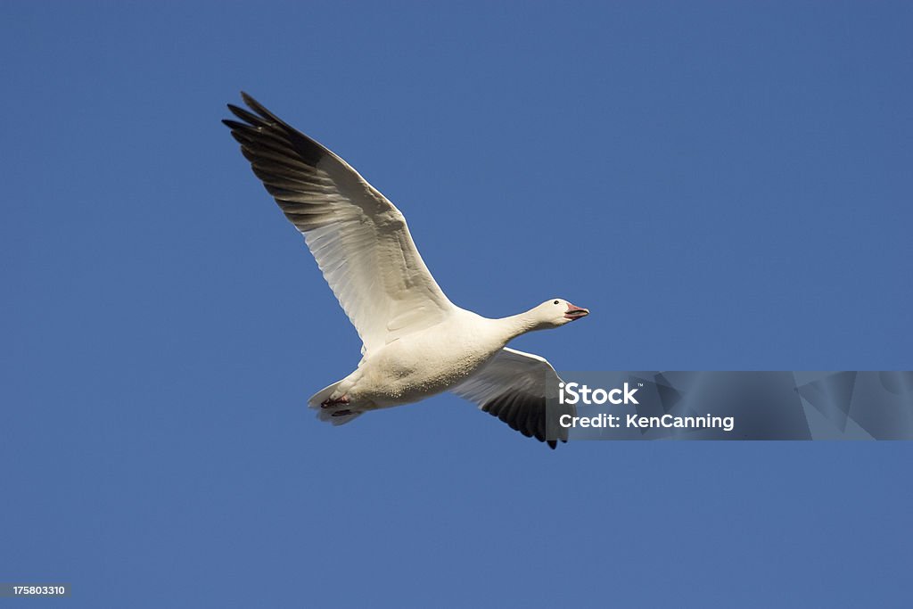 Ganso-branco voando - Foto de stock de América do Norte royalty-free