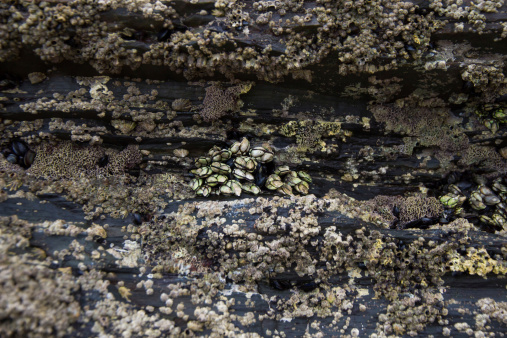 Percebe Roca Barnacles On Rock Percebes En Roca Stock Photo - Download Image Now ...