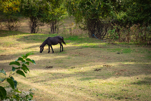 Horse grazing in a meadow in the countryside, near Zletovo,  Macedonia