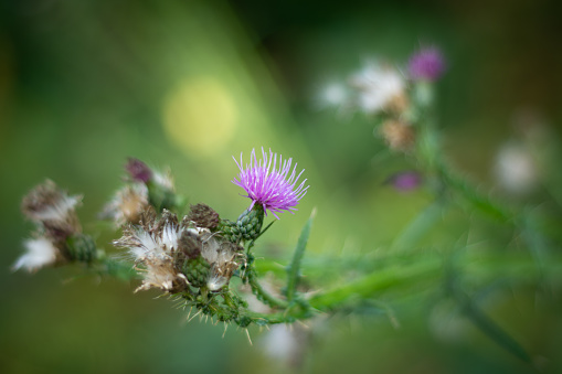 Beautiful thistle flowers in the meadow. Selective focus.