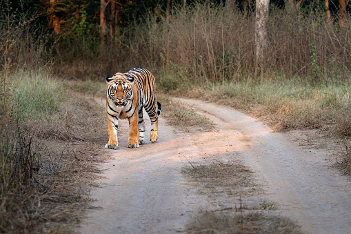 Sub-adult Royal Bengal Tigers interacting