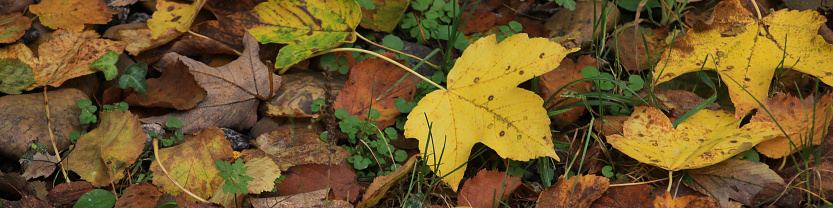 Golden maple leaves on the ground header.