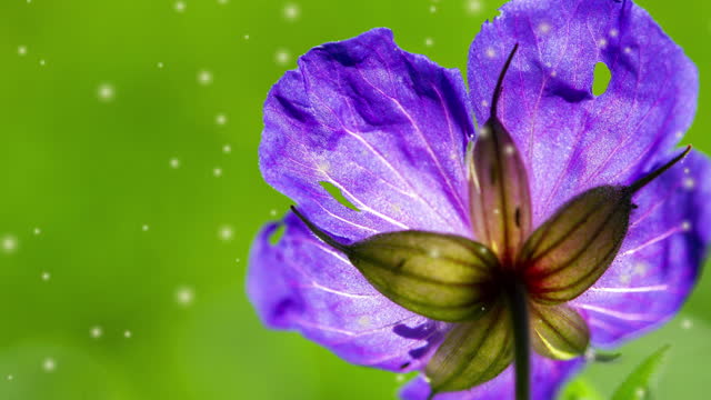Beautiful blooming flower with purple petals and green leaves on a blurred green background on a sunny summer day close up. Lots small blurry white spots of fluff flying around. Natural background