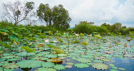 Panoramic of blooming Lotus flower. Colorful water lily or lotus flower Attraction in the pond. Pink waterlilies in a natural pond.