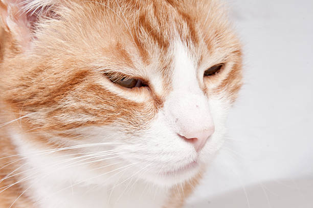 istock close-up of tabby cat 175805505