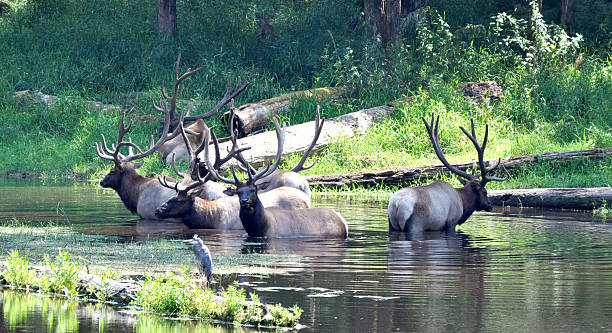 istock Elk At Northwest Trek Wildlife Park 175805761