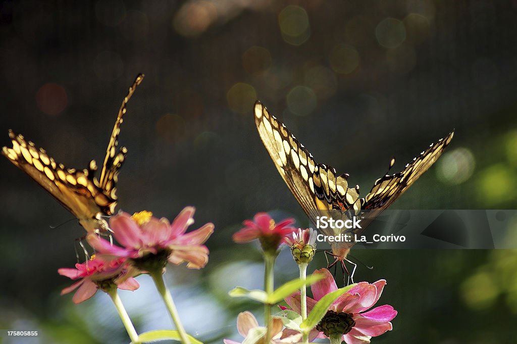 Duas borboleta com bokeh de fundo - Foto de stock de Acasalamento de animais royalty-free