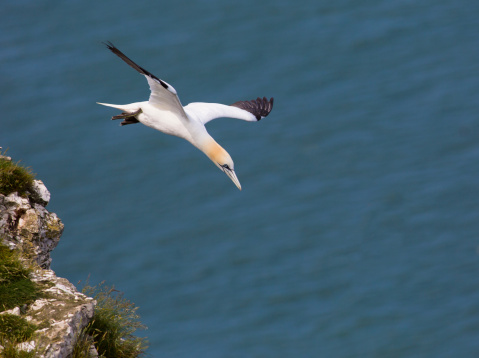 Gannet flying over cliff at Bempton Cliffs.