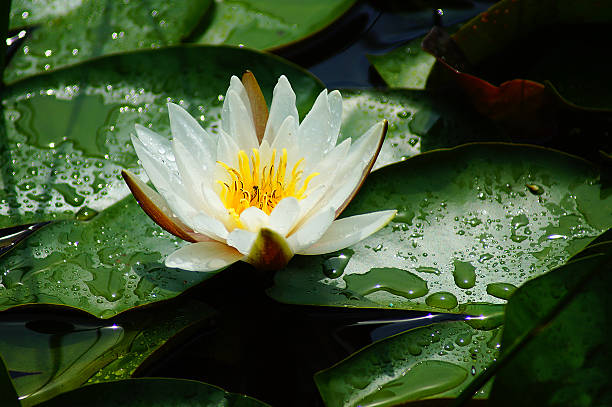 gouttes d'eau sur feuille après avoir été à jets de pluie - lotus reflection flower single flower photos et images de collection